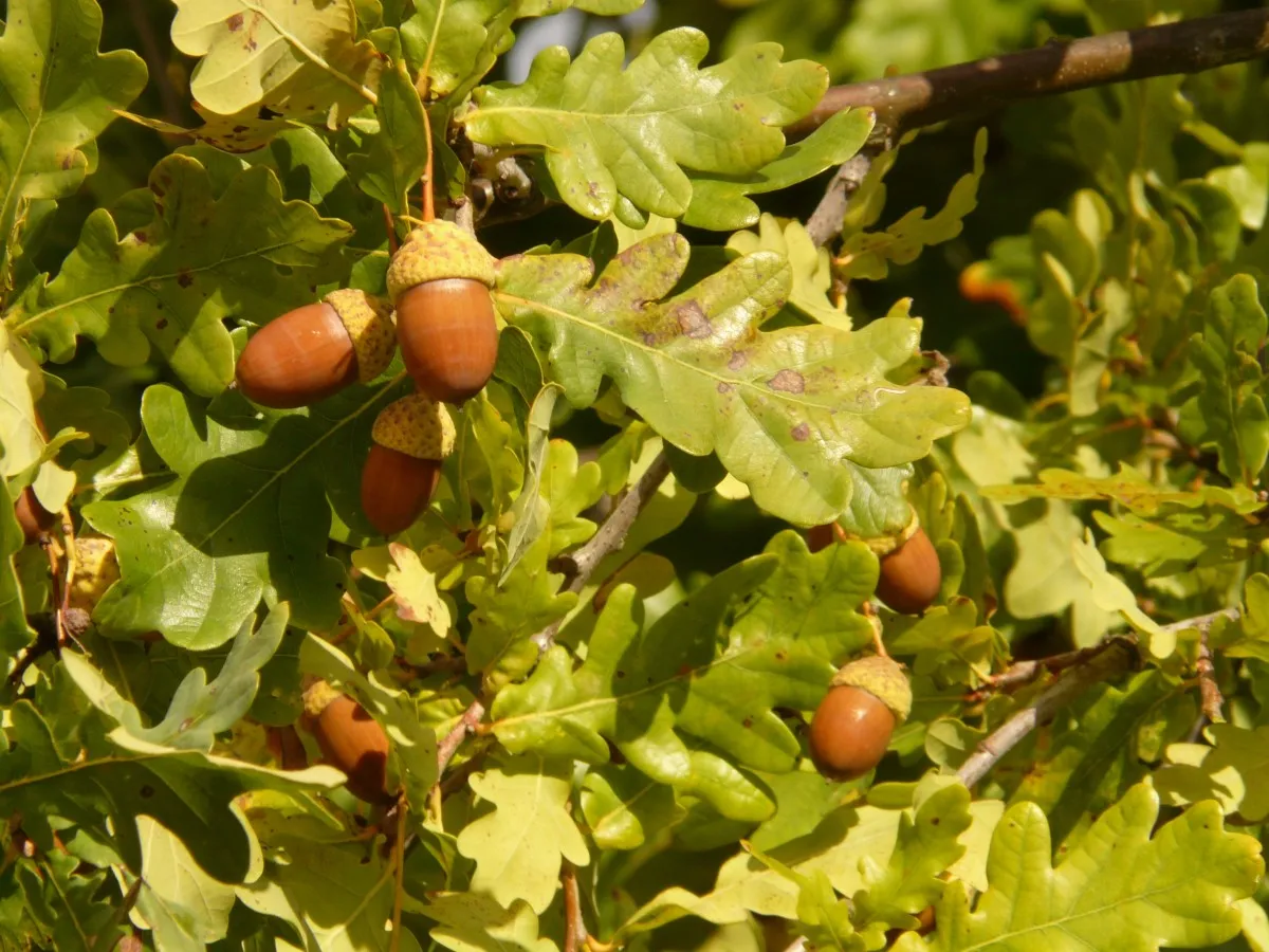 Acorns.jpg