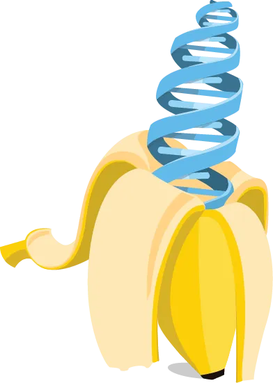 banana.png