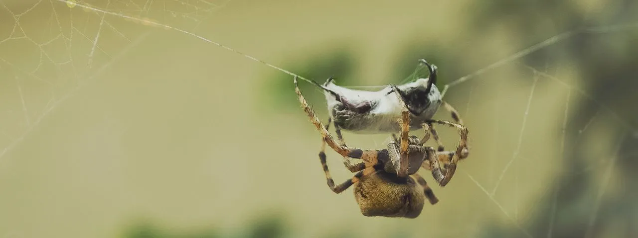 spider.jpg