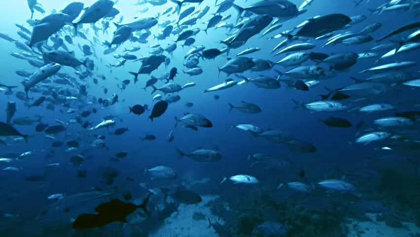 fishes.jpg