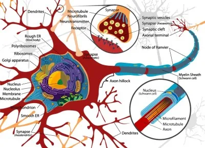 neuron.jpg