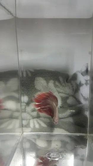 betta3.jpg