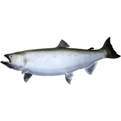 salmon.jpg