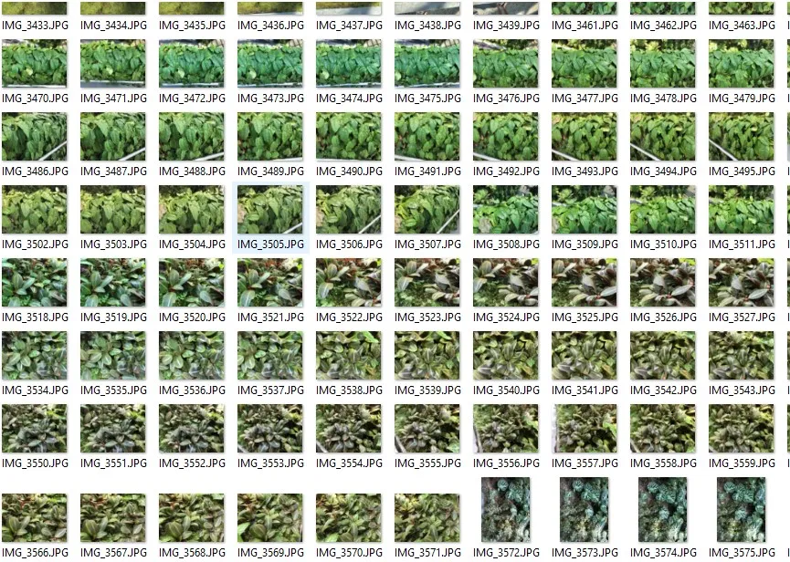 plants.jpg