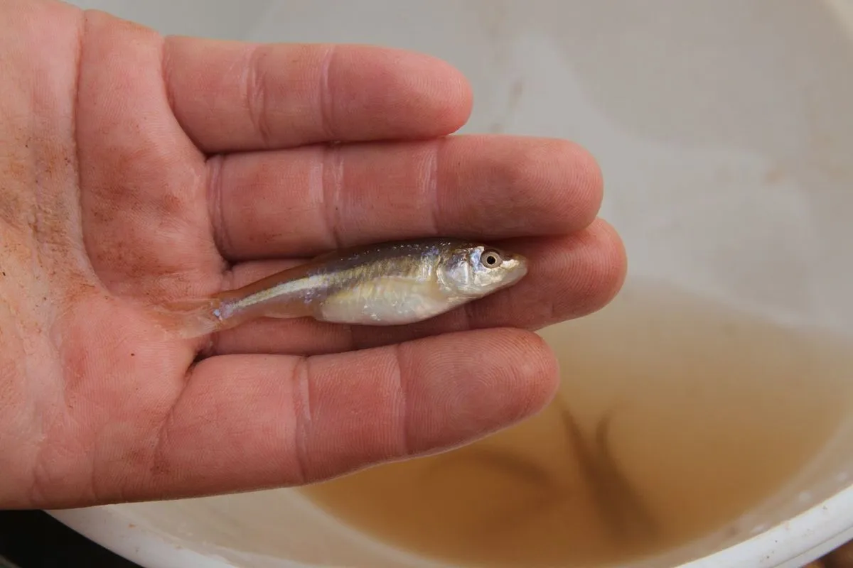 minnow.jpg