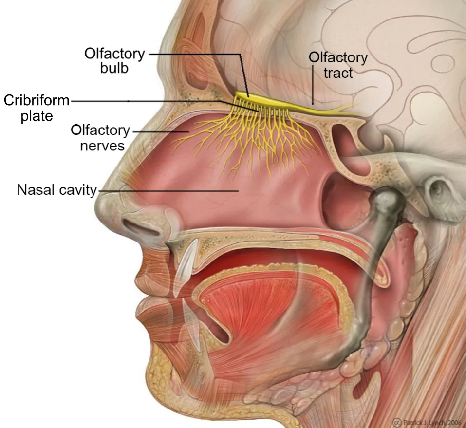 https://commons.wikimedia.org/wiki/File:Head_Olfactory_Nerve_Labeled