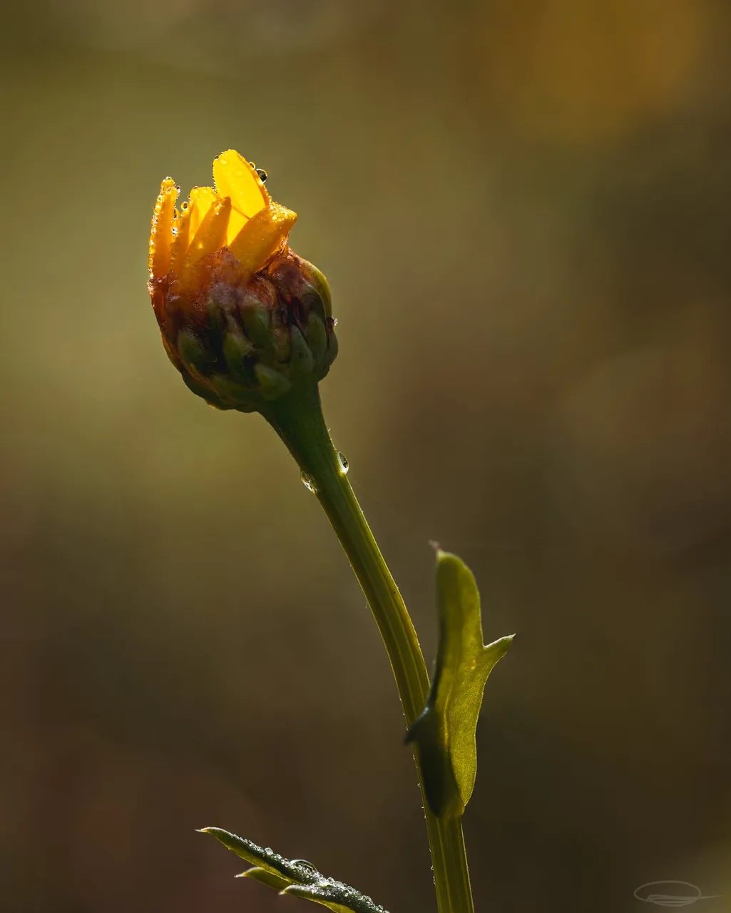Closed Flower with Morning Dew