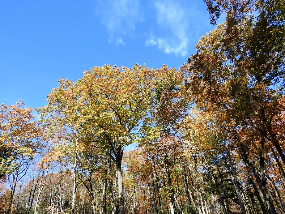 1. Five Fall Foliage Photos