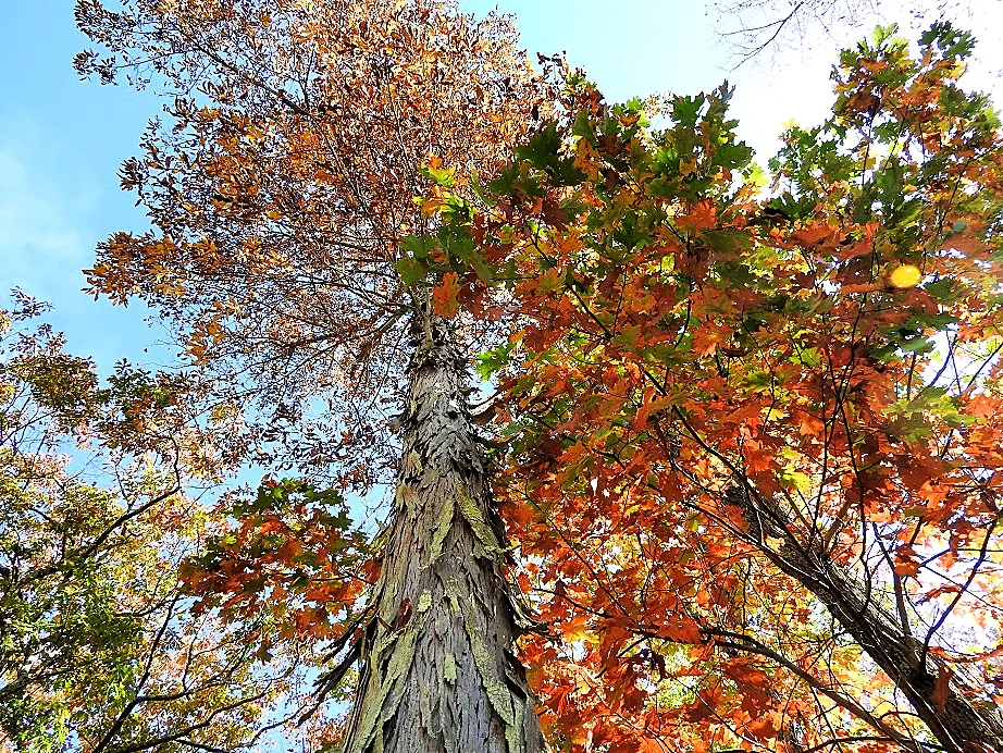 2. Five Fall Foliage Photos