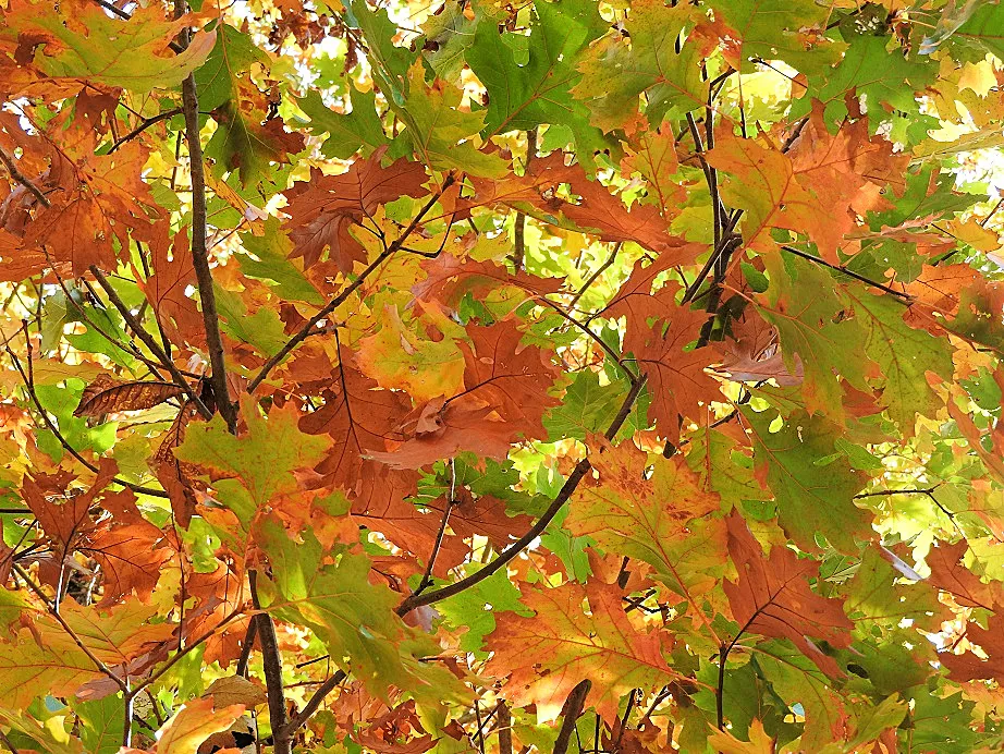 3. Five Fall Foliage Photos