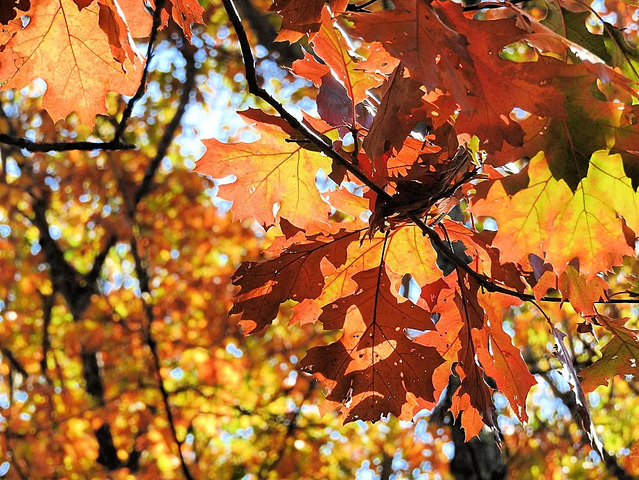 4. Five Fall Foliage Photos