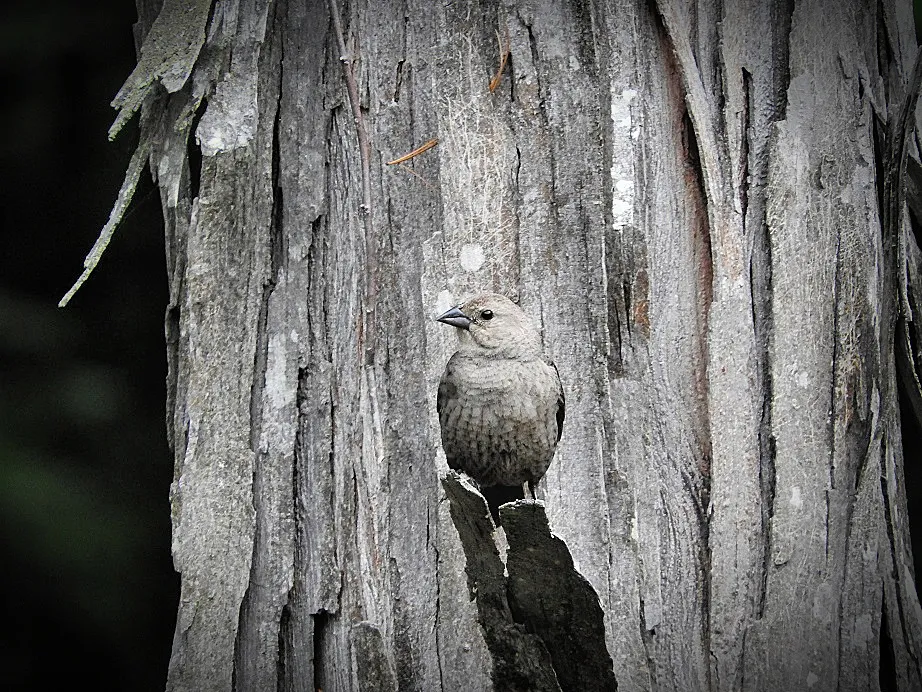 Flashback Friday Five First Feathered Friends From 2015 and 2016