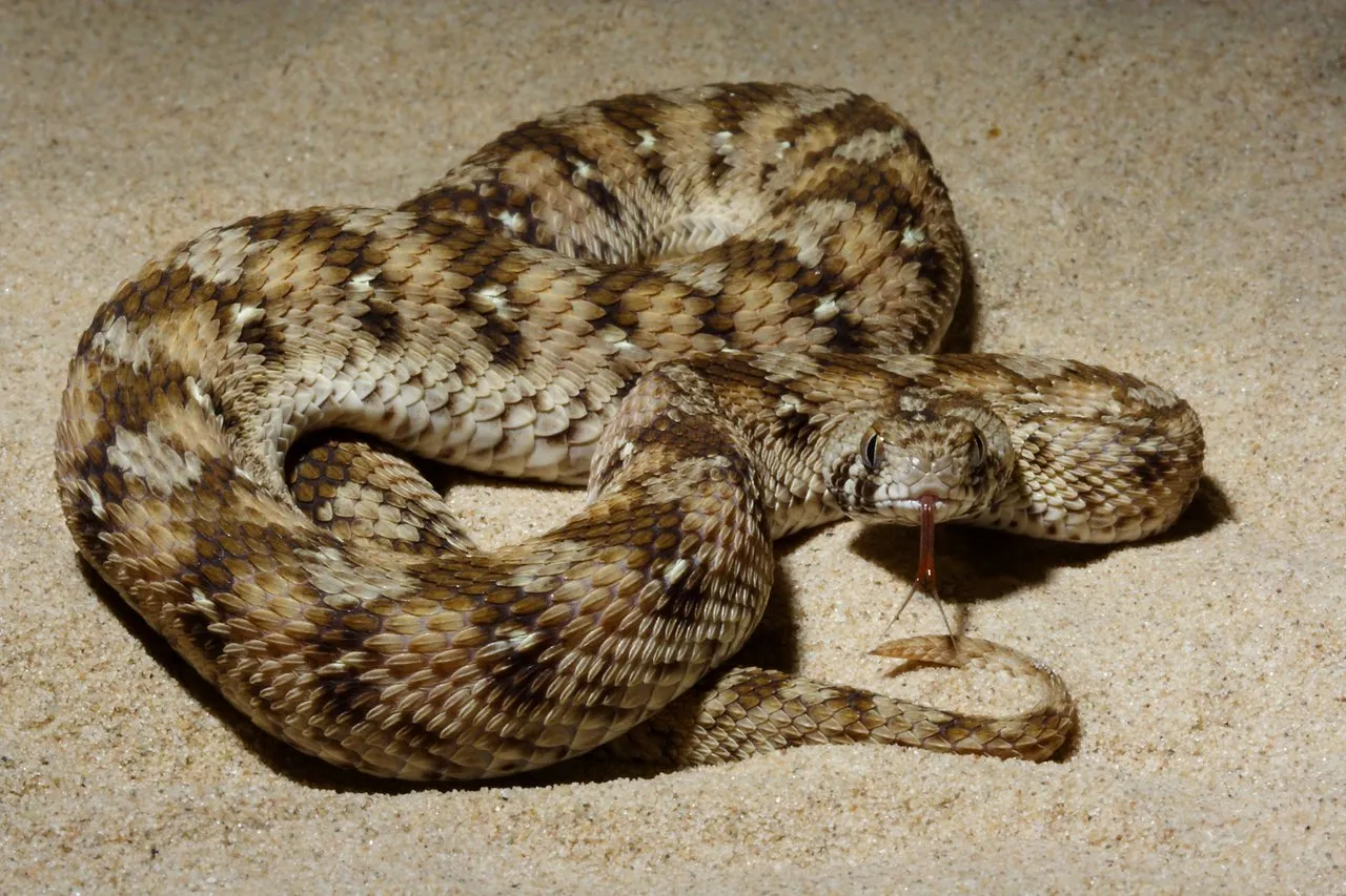Echis occelatus
