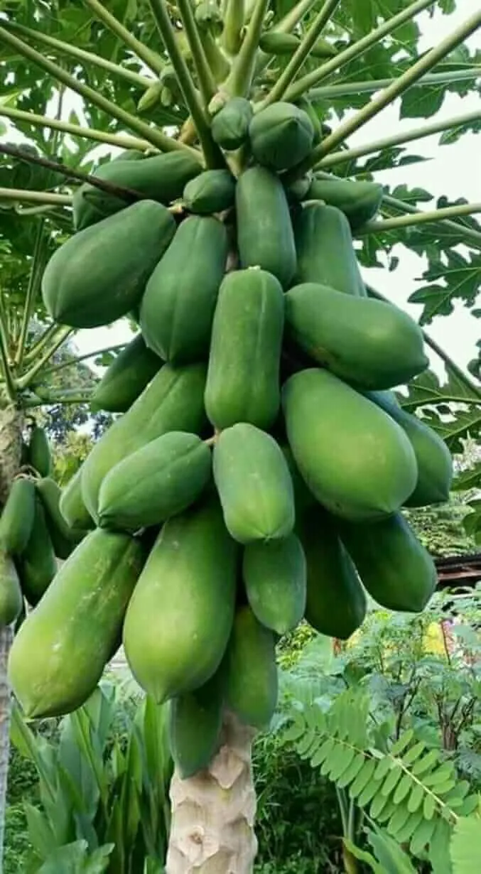 https://s3.us-east-2.amazonaws.com/partiko.io/img/karimuddinn-manfaat-buah-pepaya-khusus-untuk-pria-dewasa--benefits-of-papaya-fruit-specifically-for-adult-men-1531754265119.png