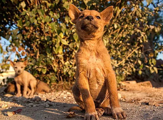 Myanmar