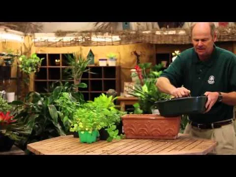 How to Grow Herbs Indoors