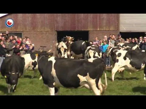 Cows experiencing joy