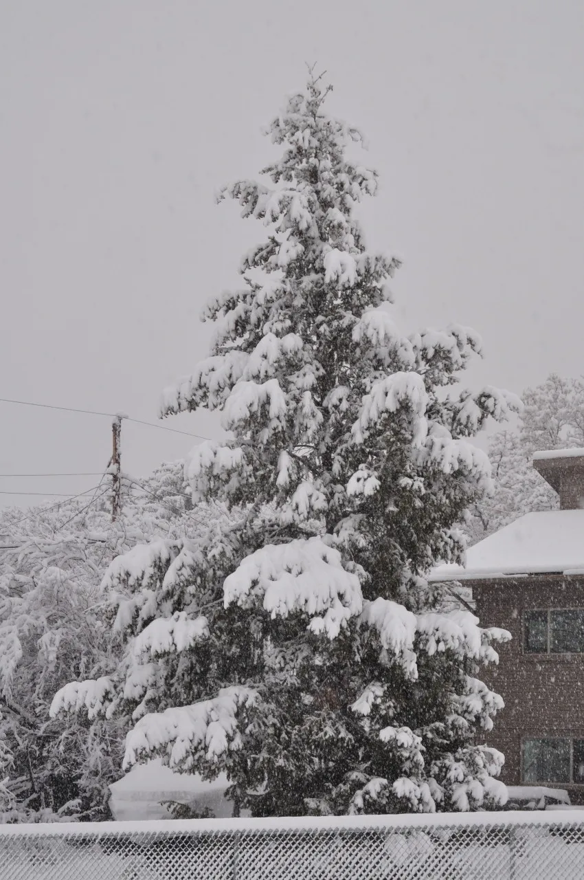 Snow Covered Pine