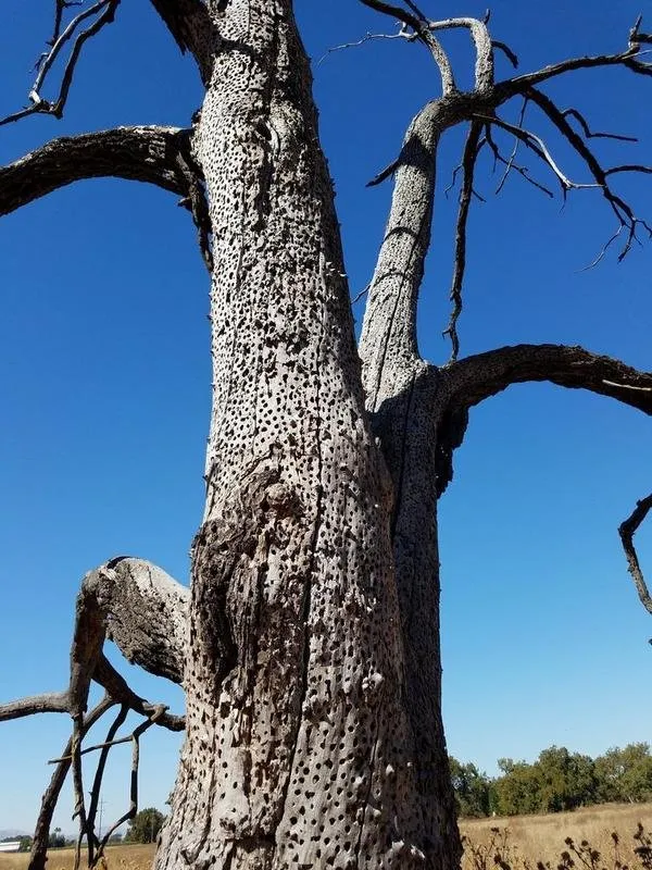 dead-tree