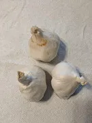 Garlic