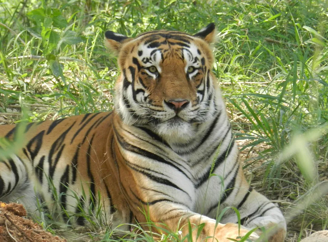 tiger.png