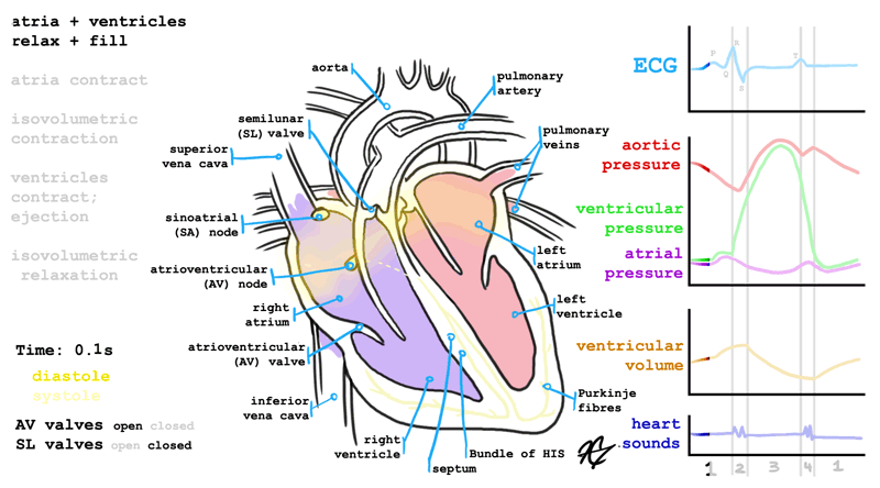 heart