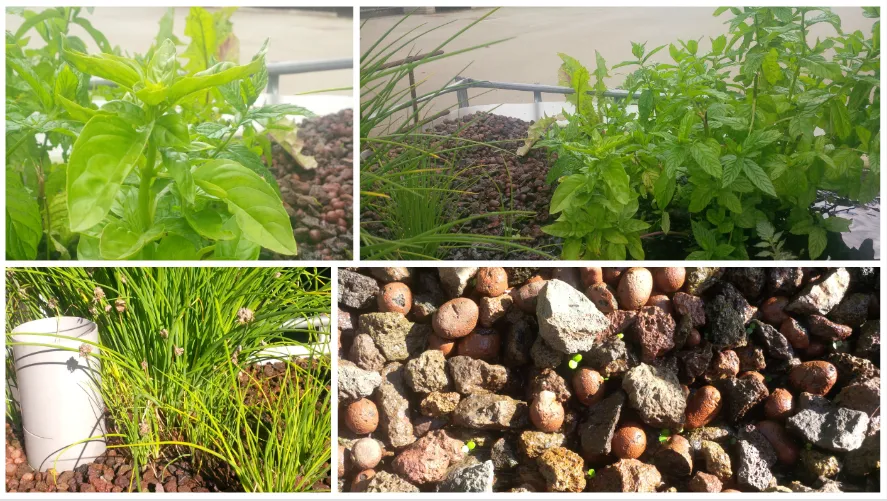 plants