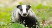 Image of Badger