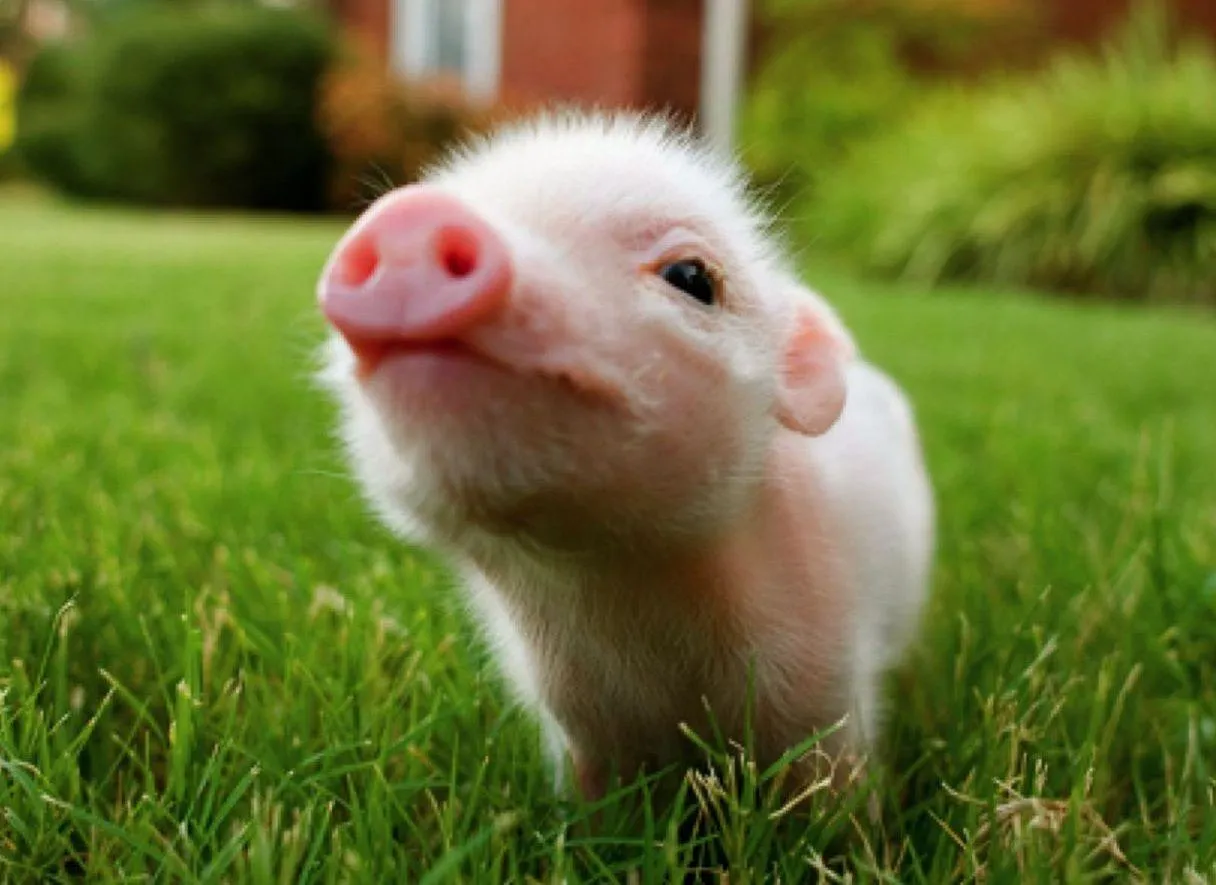 Baby Pig Wallpapers - Top Free Baby Pig Backgrounds - WallpaperAccess