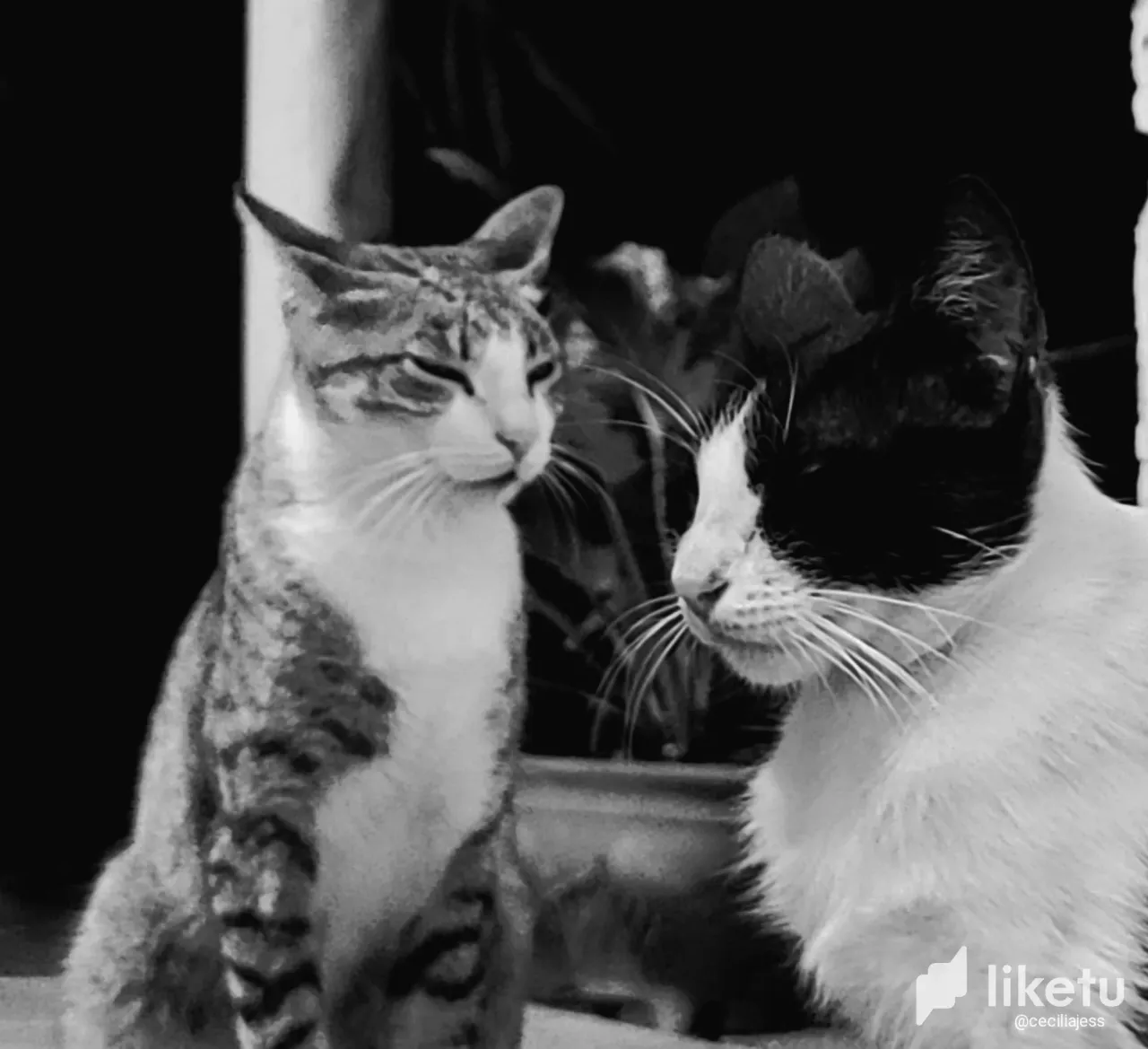 cliyw0j5000nk7yszcax401lj_20230613_224921.webp