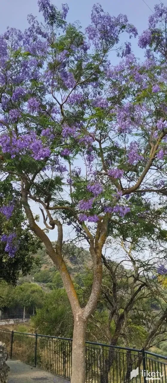 85woBP85YvZoyQzD_Arbol_Colorido_Junio_2025.webp