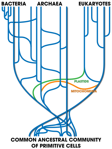 451px-Tree_Of_Life_(with_horizontal_gene_transfer).svg.png