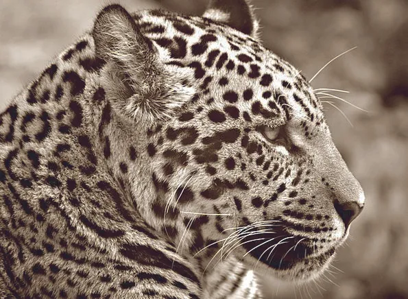Jaguar-Sepia-Halbwchsig-Profile-Free-Image-Cat-He-1805.jpg