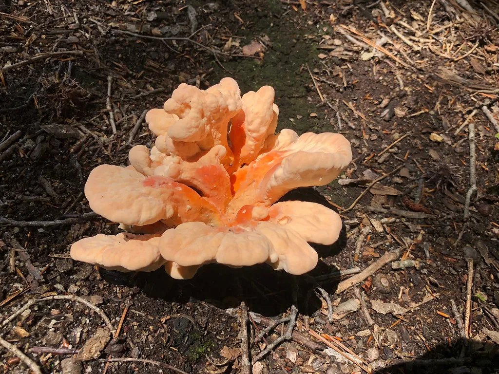 Laetiporus sulphureus (chicken of the woods).jpg