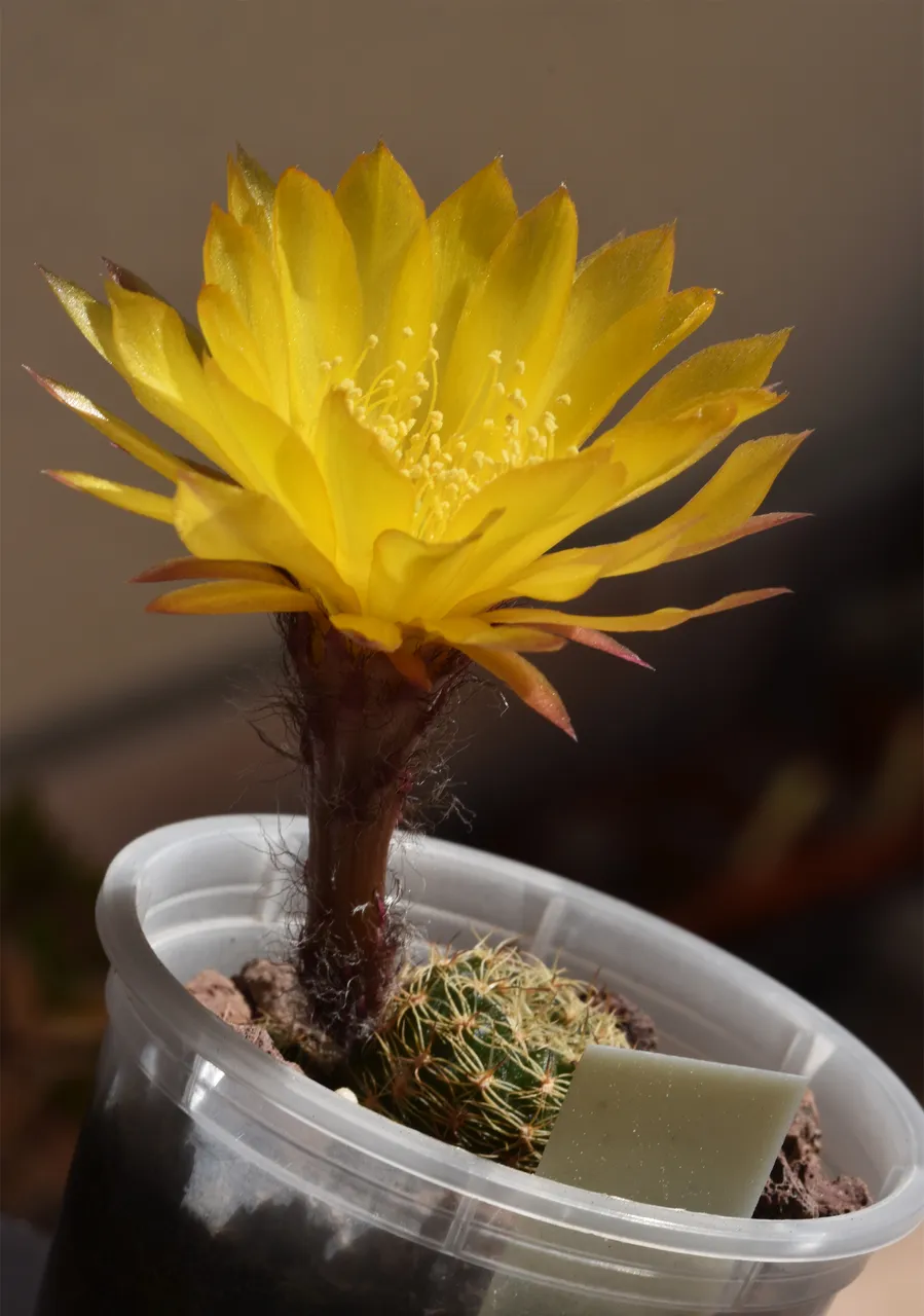Lobivia arachnacantha cactus yellow flower 1.jpg