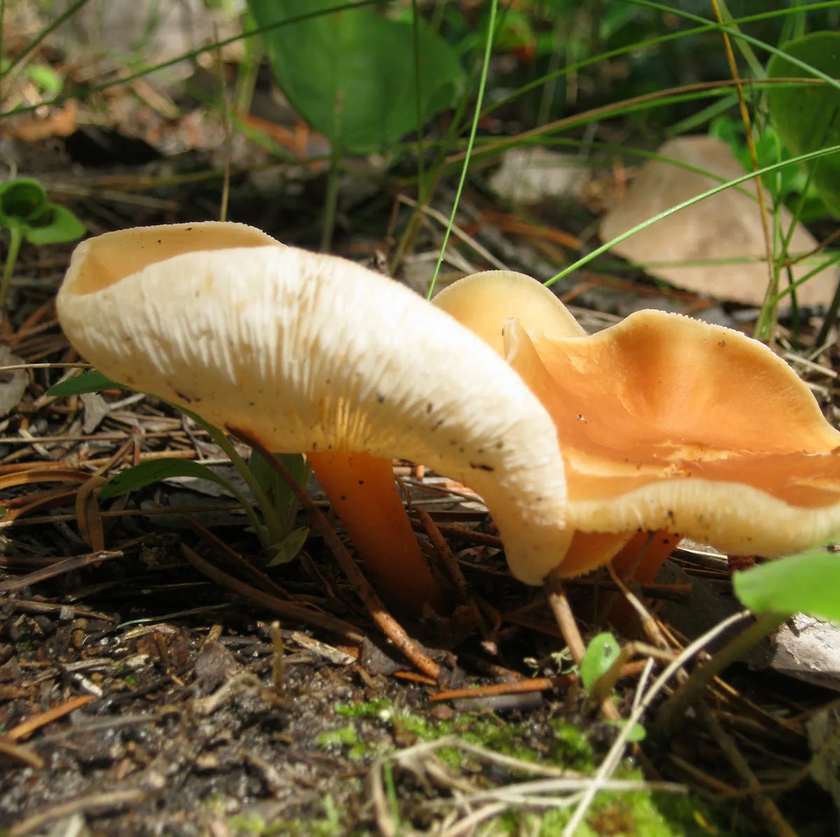 2 mushrooms with folded edges cool resized.JPG