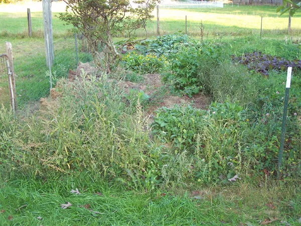 Big garden - gate area crop October 2019.jpg