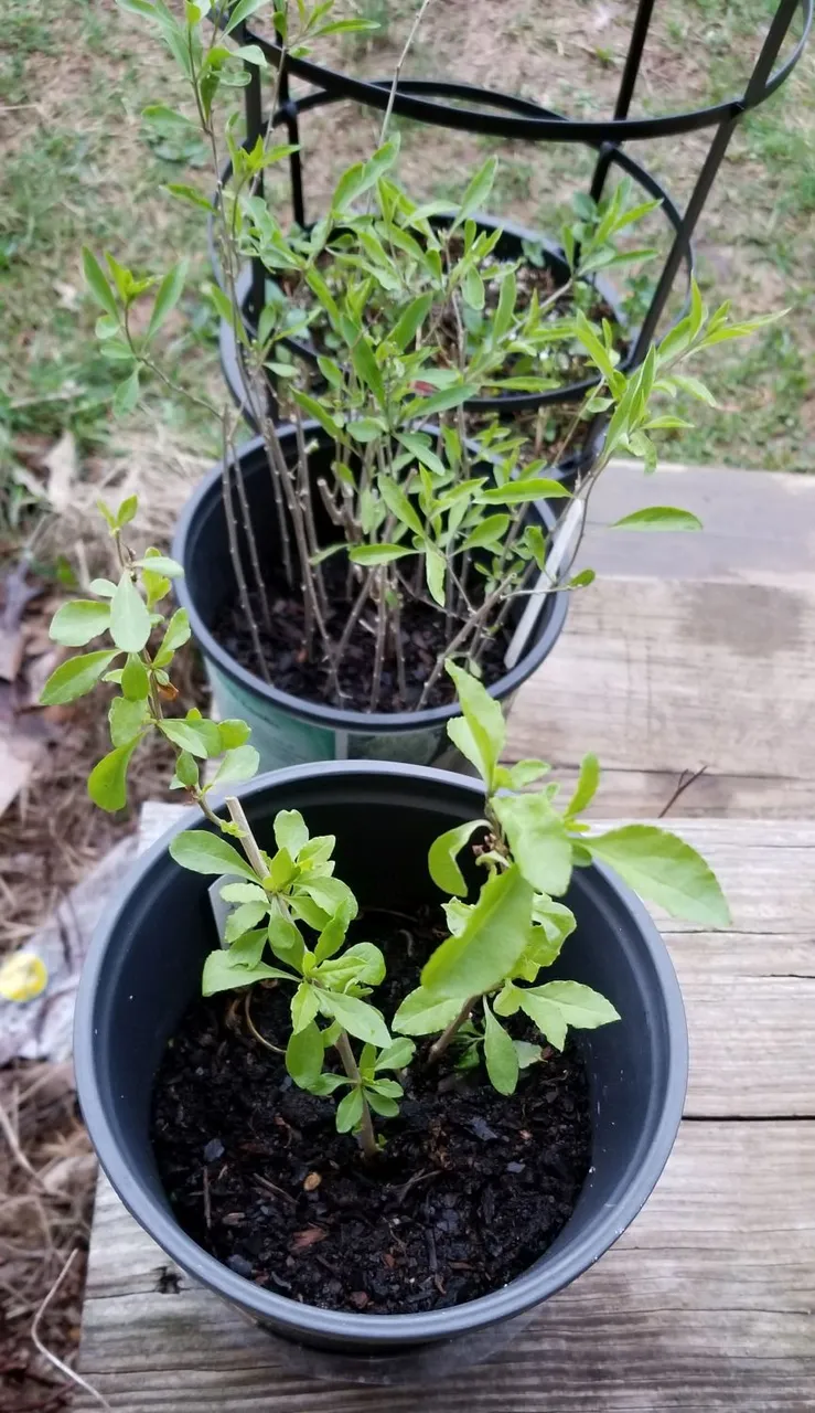 20180225_172404 - Goji Berry rooted cuttings.jpg