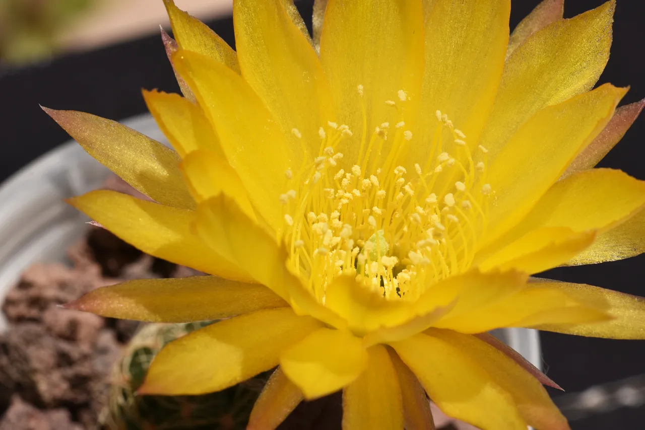 Lobivia arachnacantha cactus yellow flower 5.jpg