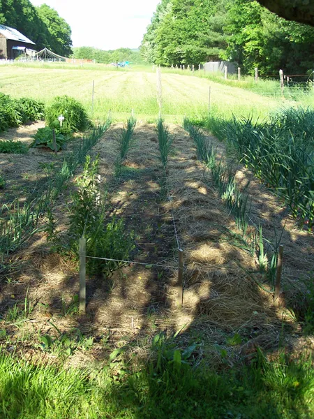 Big garden - Walla onions crop June 2019.jpg