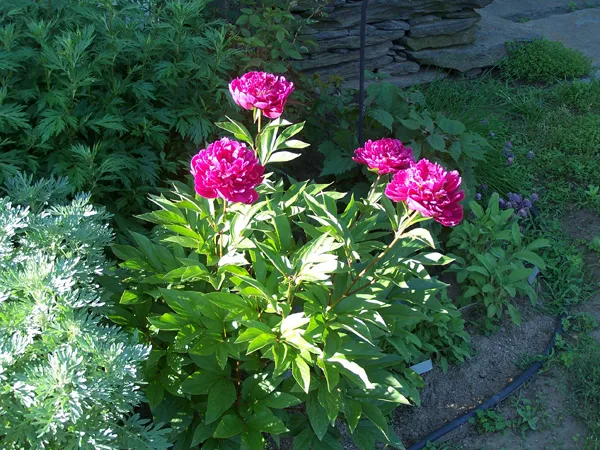South Herb - peonies open crop June 2019.jpg