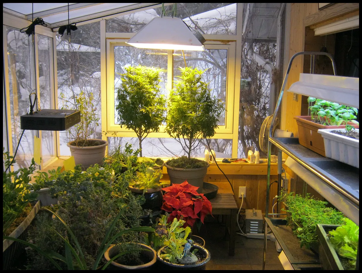 overview of sunroom indoor garden jan 2019.JPG