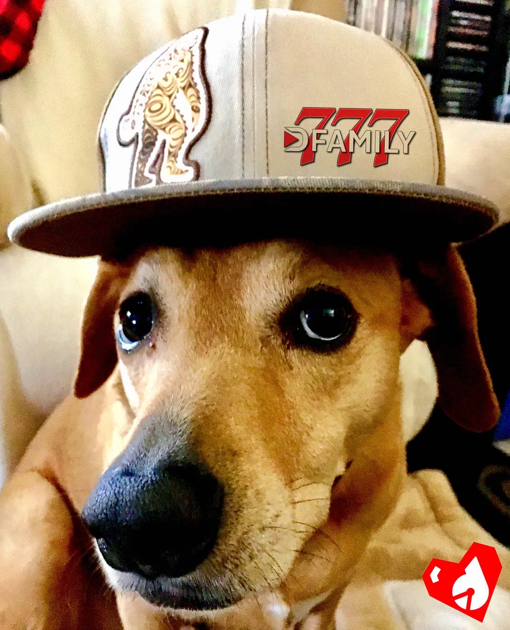 https://d1vof77qrk4l5q.cloudfront.net/img/d00k13-dogsofsteemit-look-what-daddy-made-me-do-dailypetphotography-aumwmqaf-1547061951191.jpg
