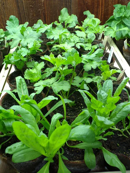 Seedlings  mignonette, parsley, Canterbury Bells crop May 2020.jpg