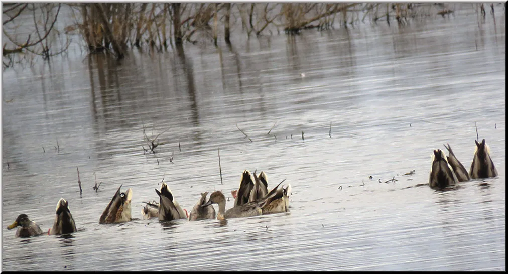 female pintail duck swimming among mallard ducks bottom up feeding.JPG
