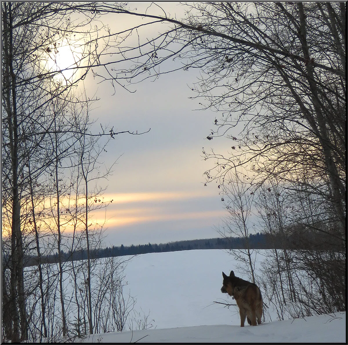 Bruno looking at clouded sun from head of snowy trail to hilltop.JPG