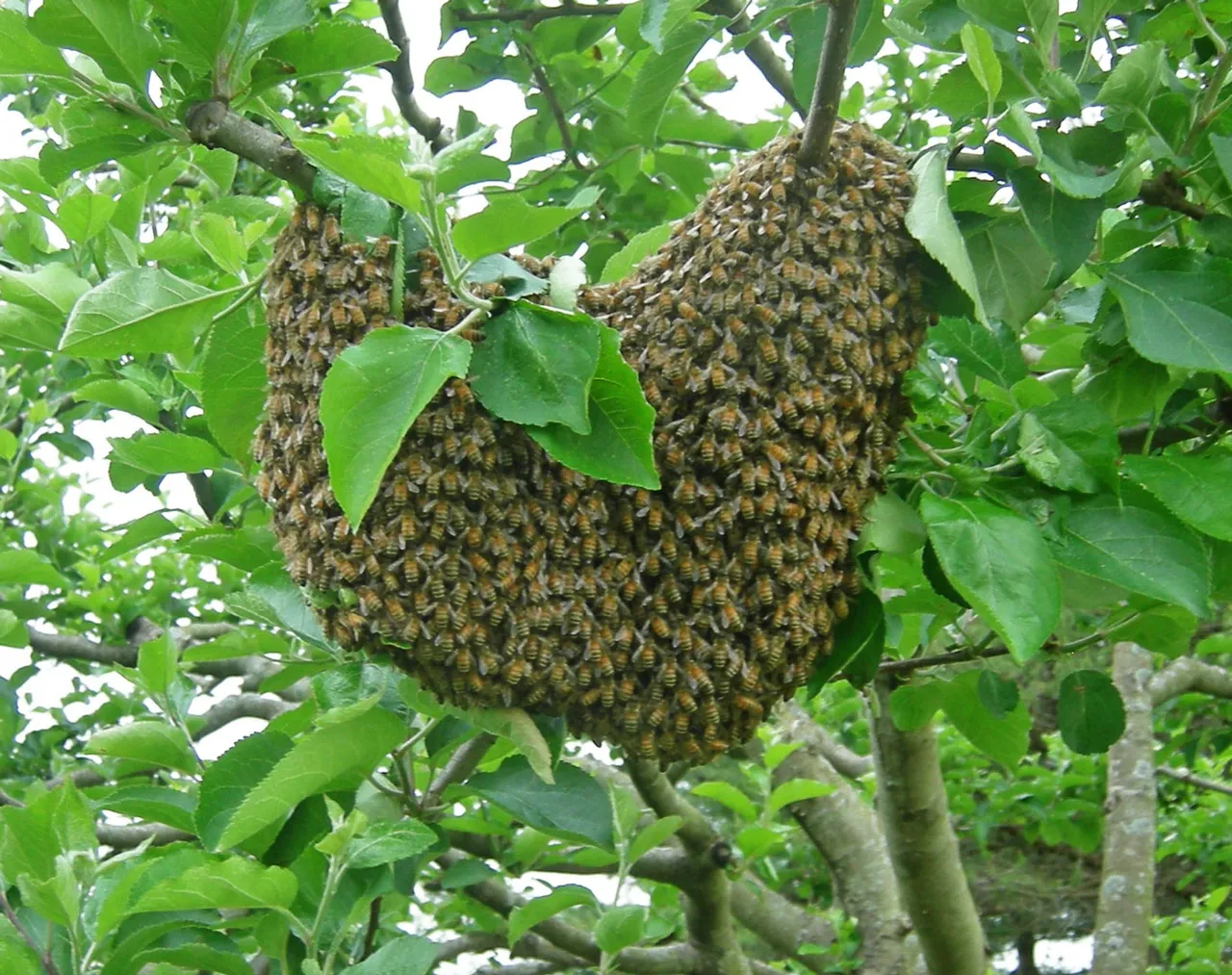 1080p_SRF_bee-swarm-in-orchard_heart-shape_May_Dave-Trotter.jpg
