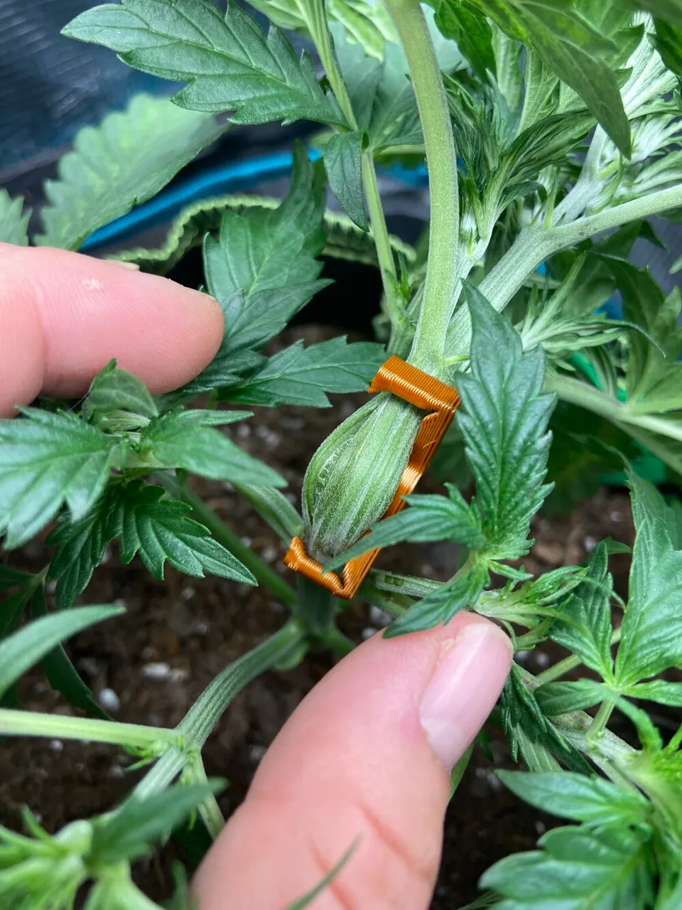 Super Cropping Clip