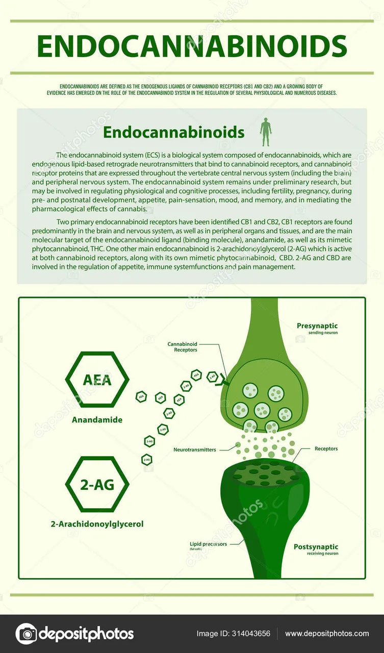 Anandamida (ANA) ou N-araquidonoyletanolamina (AEA) é um neurotransmis