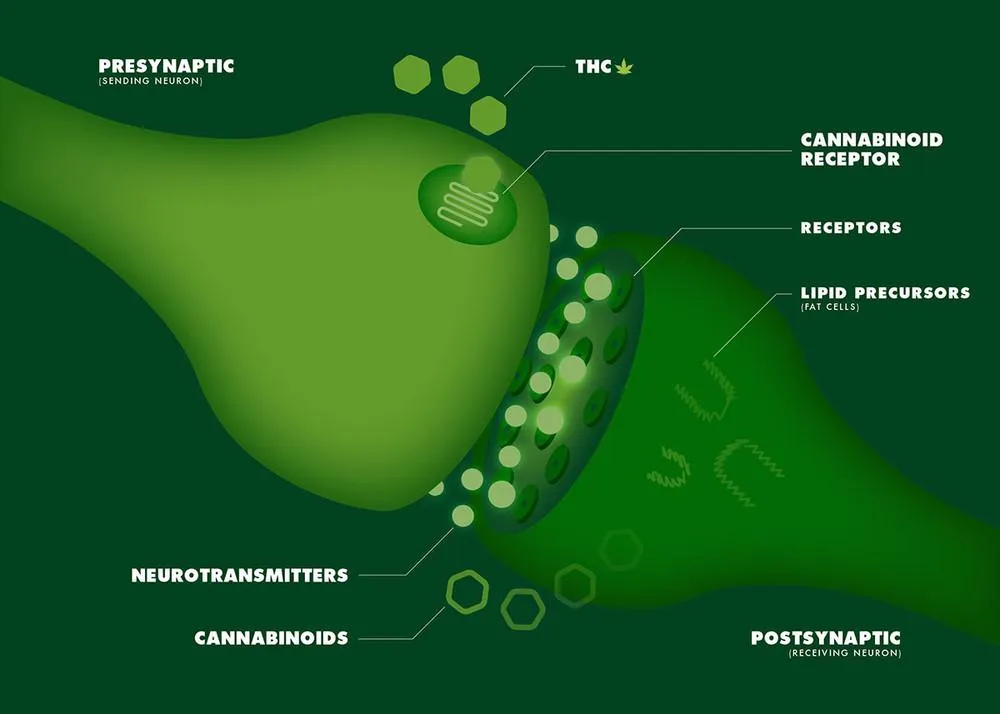 weed-and-neurotransmitters-how-marijuana-affects-the-brain.jpg